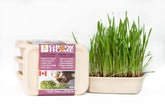 Lucky Kitty - Grow at Home Cat Grass RYE